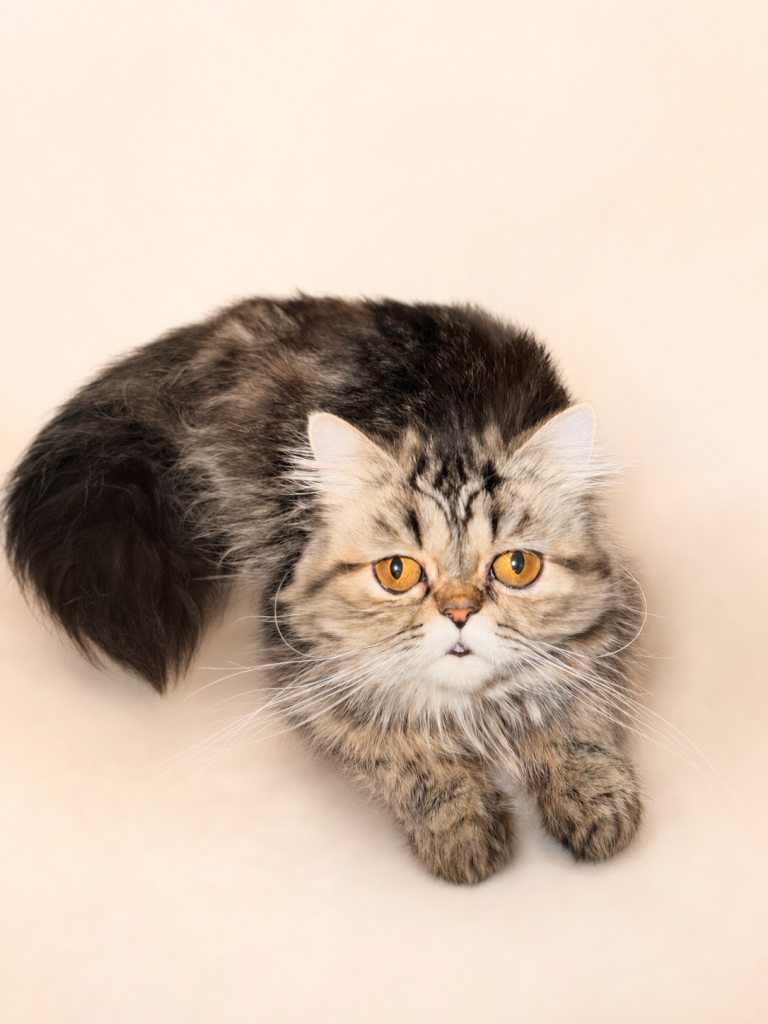 Brownie, a Persian cat available for adoption in Orange County, CA