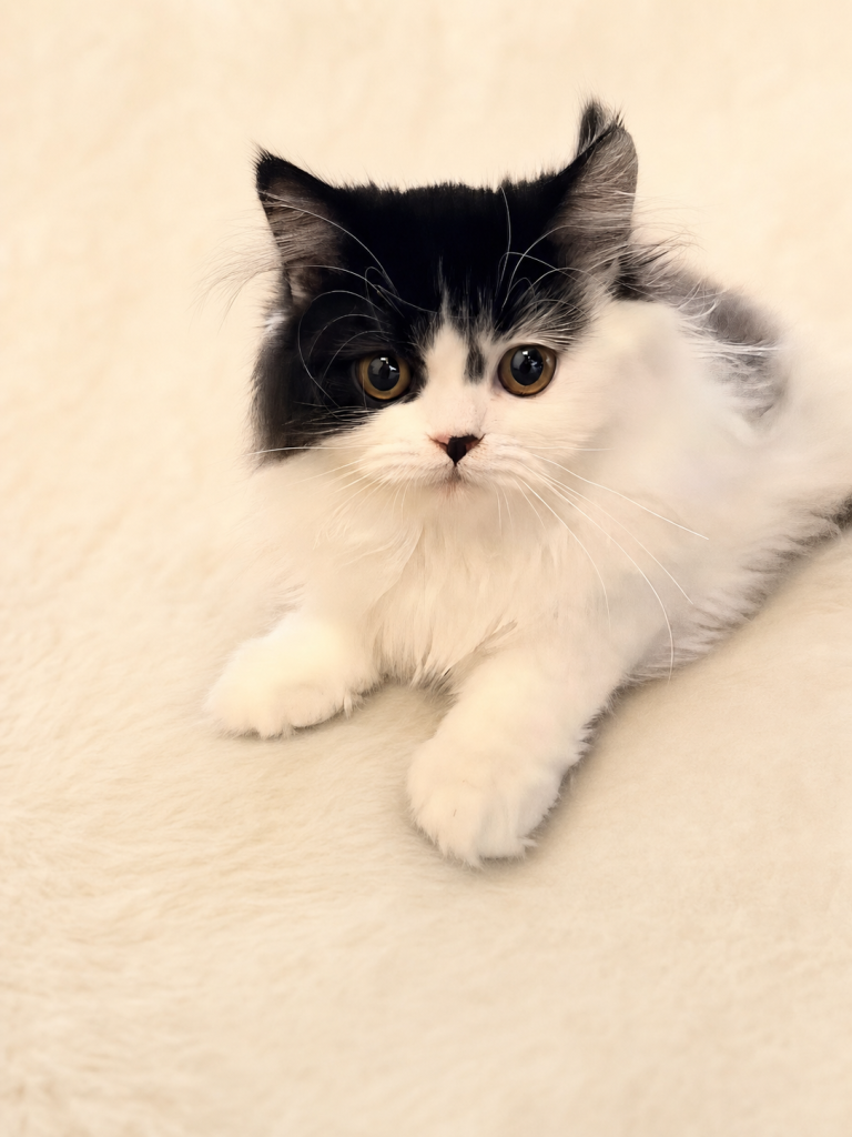 Jessie, a Half-Persian cat available for adoption in Orange County, CA