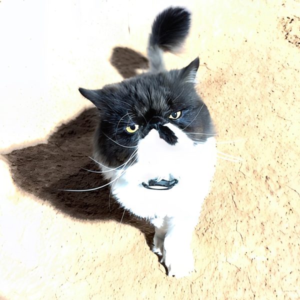 501904746_18010433741685539_8933457263512012050_n