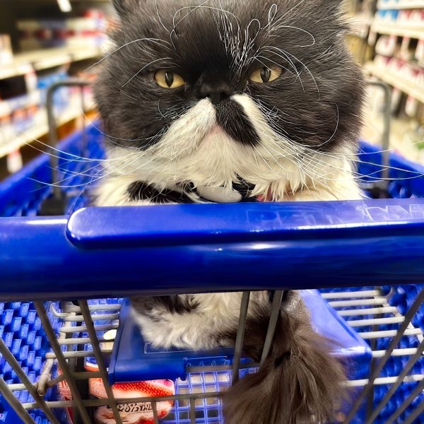 Cyrus the Therapy Cat riding in a shopping cart